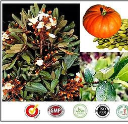 CATUABA PACK OF 2 CONTAINS 30 SACHETS IMPORTED FROM  MALAYSIA